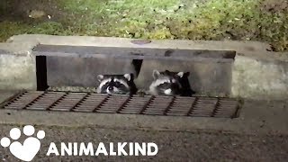 Sneaky raccoons compilation  Animalkind [upl. by Migeon]