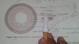 DIGESTIVE GLANDS TRANSVERSE SECTION OF GUT For NEET [upl. by Malissa]