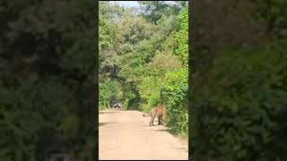 Ranthambhore National Park ranthambhoretiger [upl. by Tamma]