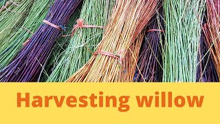 Harvesting willow for basket making One year coppicing Harvesting by hand [upl. by Derte]