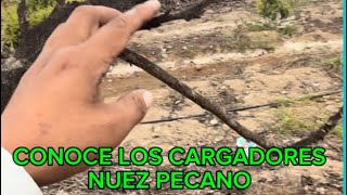 LA IMPORTANCIA DE LA PODA EN LOS PLANTÓNES DE PÉCANOS Pecana Nuez Cultivo [upl. by Sapphera]