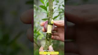 🌿A great method of propagation Lemon tree by air layering without using Soil lemontree gardening [upl. by Enylcaj969]