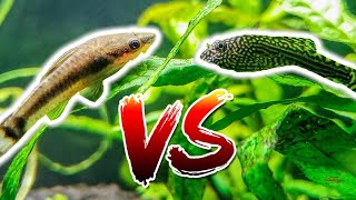 Otocinclus vs Hillstream Loach – Which is Better [upl. by Namolos]