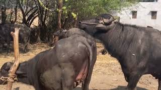 Buffalo mating  Buffalo breeding  Cow mating  Breeding [upl. by Olegna]