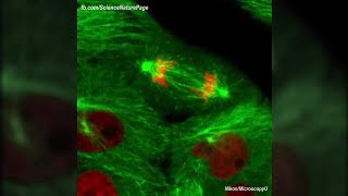 Actual Footage of Cell Division Kidney Cells [upl. by Aremihc]