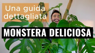 Monstera deliciosa  Una guida dettagliata [upl. by Inaej]