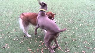 8 month weimaraner playing at dog park [upl. by Dean]