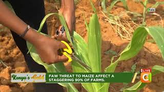 Parasitoids for Fall Armyworm Control Kenyas Gold Citizen TV [upl. by Mosora305]