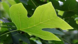 Chinese Tulip Tree [upl. by Damle134]