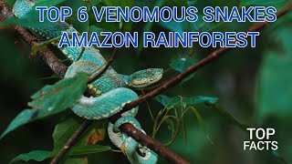 The 6 most venomous snakes in the Amazon Rainforest [upl. by Ertemed]