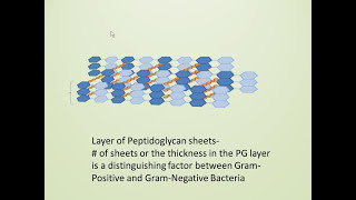 Bacterial Cell Wall Gram Positive vs Gram Negative [upl. by Glynn]