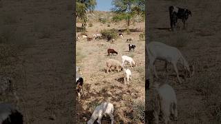 Goats and sheep eating grass in a beautiful desert valley [upl. by Petie295]