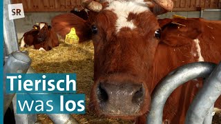 Schulbauernhof WaldorfSchule – Landwirtschaft hautnah erleben [upl. by Tal623]