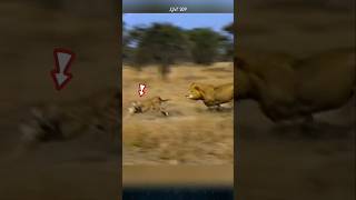 Why do lions rarely hunt cheetahs lion cheetah animals [upl. by Ohara]