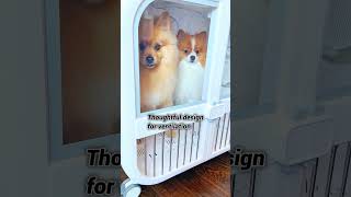 They Keep Each Other Company While Drying✨dogshorts doglovers cutedogs fluffy drybo pomeranian [upl. by Walli421]