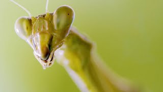 A Stealthy Praying Mantis Ambushes a Worker Bee [upl. by Nybor]