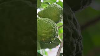 Kaffir lime fruits fragrant gardenplants fruitstagram fruitofinstagram shorts video herb [upl. by Zitella]