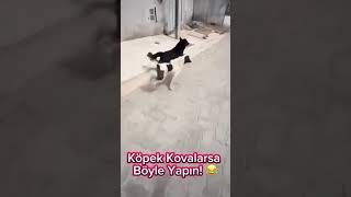 Sizide köpek kovalarsa böyle yapın kaydedin lazım olur 😂 [upl. by Leicam]