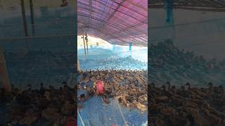 Duckling care amp water food duckling shortvideo shorts [upl. by Gavrilla477]