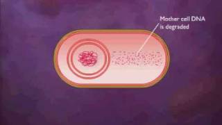 Bacterial Spore Formation Animation Video [upl. by Adnamma]