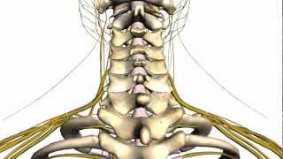 Spine tutorial 1  Vertebral Column  Anatomy Tutorial [upl. by Dal820]