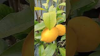 Lemon Meyer  Citrus Plant From China  Tanaman Buah Lemon [upl. by Onailime]