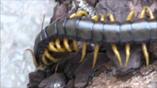 Scolopendra cingulata eats Tabanus sp [upl. by Ailaht]