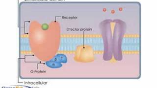 GProtein Coupled Receptors [upl. by Yer]