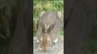 Mountain Hare Lepus timidus birdfeeder birdfeeding wildlife birdphotography [upl. by Saint559]