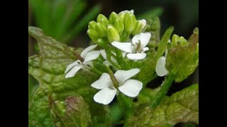 Hedge Garlic and Honesty Identification [upl. by Cerveny]