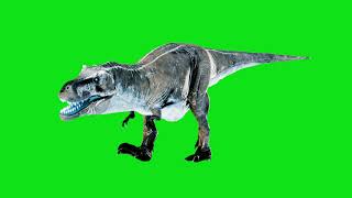 TRex Tyrannosaurus Rex  Green Screen Free [upl. by Sucitivel]