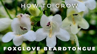 Complete Guide to Foxglove Beardtongue Penstemon digitalis [upl. by Witcher]