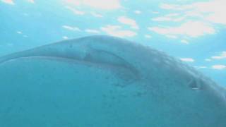 Cormoran fishing from Whale Shark [upl. by Juetta]