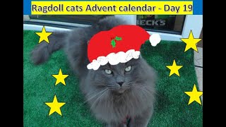 Christmas Advent Calendar Day 19 Living with Ragdolls [upl. by Fredia855]