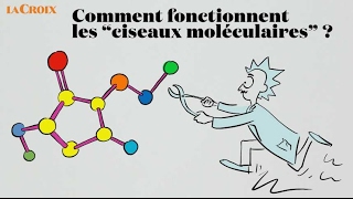 Comment fonctionnent les ciseaux moléculaires   Le tour de la question [upl. by Elorac]