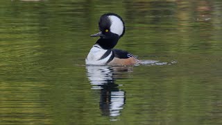 Hooded Mergansers in October [upl. by Post7]