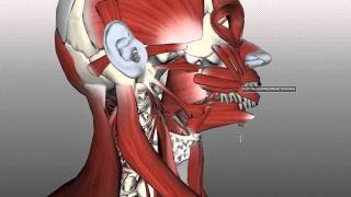 Tongue Muscles and the Hyoid Bone [upl. by Suoilenroc]