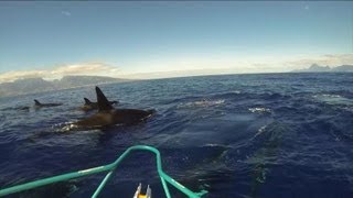 Des orques escortent un bateau de pêche près de Tahiti [upl. by Mada]