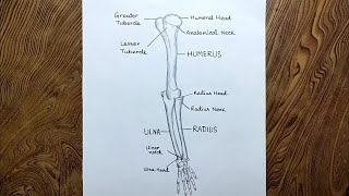 How to draw Arm bone diagram step by step Arm bone drawing Arm anatomy drawing [upl. by Etteve]