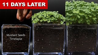 WILD Mustard Seeds Growing Timelapse [upl. by Hoover]