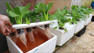 No soil No Problem Best Plants To Grow In Water [upl. by Leinad]