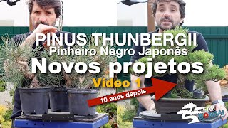 Pinus Thunbergii  Novos projetos vídeo 1 [upl. by Basia834]