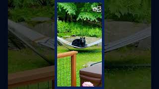 Homeowner scolds a comfy bear on a hammock in Warren Vermont [upl. by Babita]