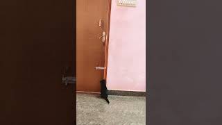 My Cat Opening door youtubeshorts [upl. by Anilad]