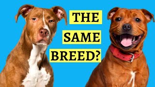 Are Pit Bulls And Staffies the Same  Breed Comparison [upl. by Crispa]