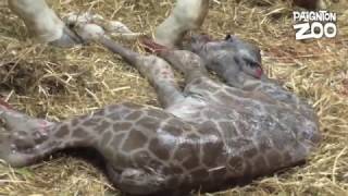 Giraffe birth at Paignton Zoo [upl. by Gelhar]