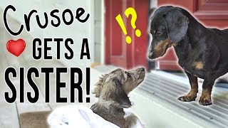 Ep 1 Crusoe Gets a SISTER  Cute Dachshund Puppy Video [upl. by Furmark]