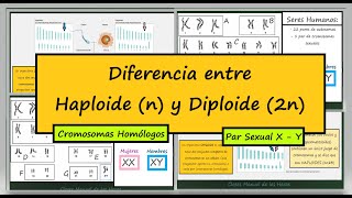 Diferencia entre Haploide y Diploide Dotaciones Cromosómicas Cromosomas Homólogos Biología [upl. by Anal295]