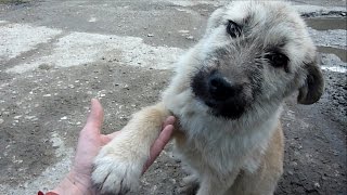 Puppy Abandoned on a Busy Road Gets Rescued Just in Time [upl. by Nosdivad]