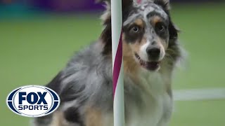 Watch Australian Shepherd Holster Win 2016 Masters Agility Championship  FOX SPORTS [upl. by Shalna]